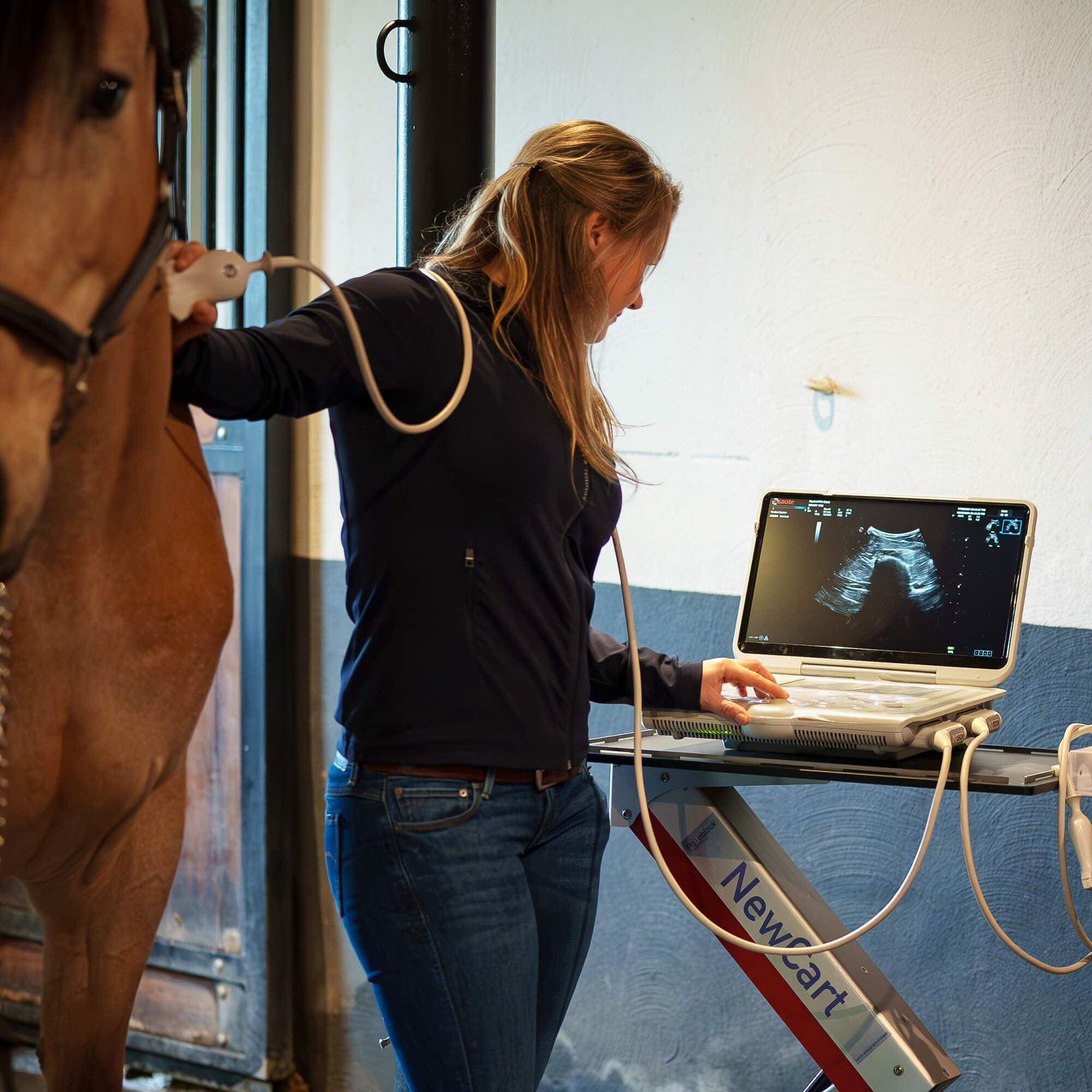 Veterinarian using ultrasound on a horse