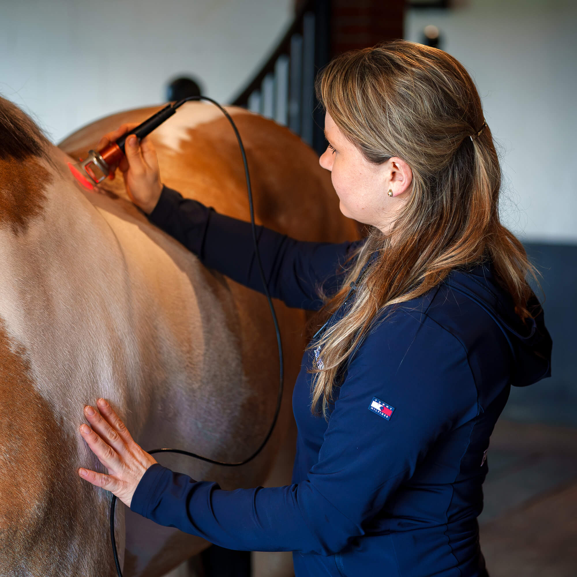 Veterinarian performing laser treatment on horse