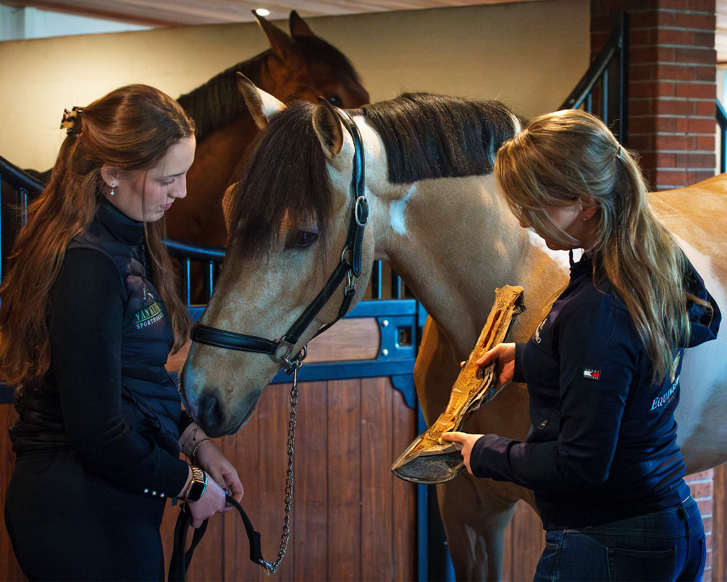 Veterinarian examines a horse